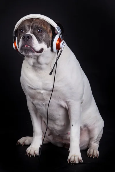 Dog listening to music