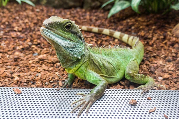 Green Water Dragon.