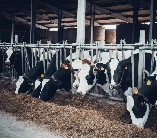 Dairy cows on a farm