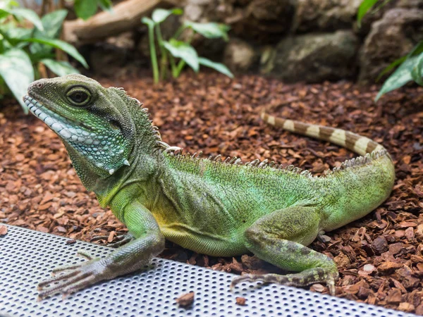 Green Water Dragon.