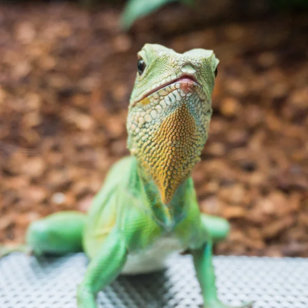 Green Water Dragon.