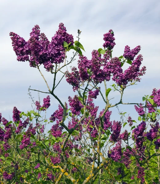 Lilac wait rain