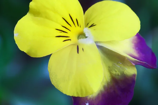 Detail of flower pansy