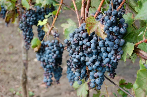 Red wine grapes hanging on the wine