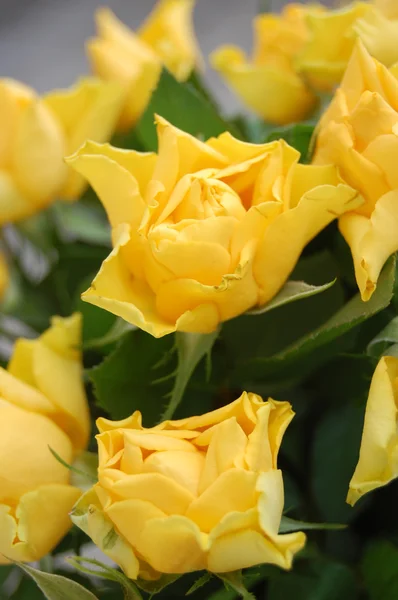 Bouquet of yellow roses