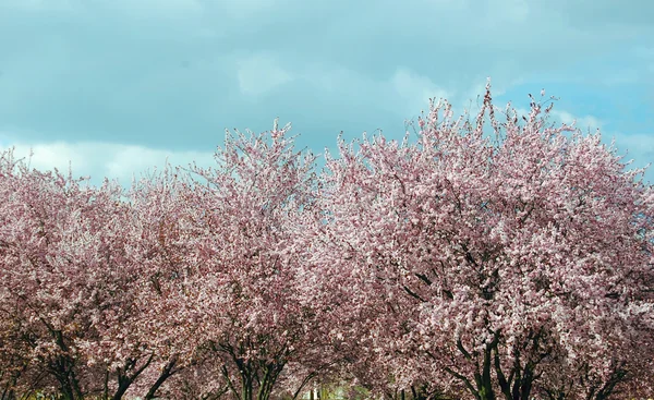 Beautiful pink spring flowers