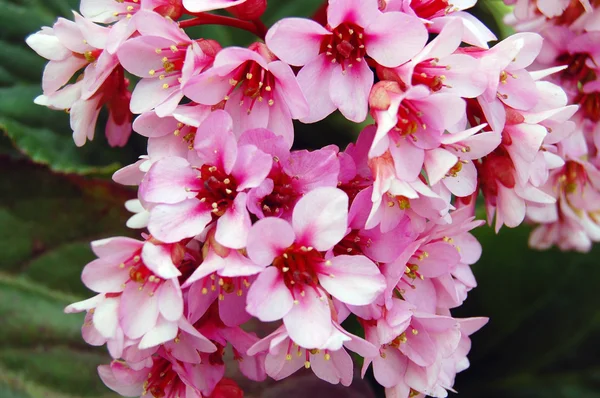 Beautiful pink spring flowers