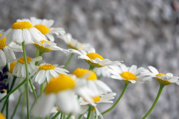 Beautiful spring flowers, daisies