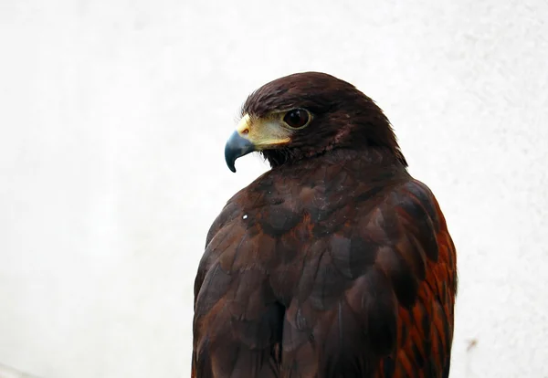 Brown eagle looking away