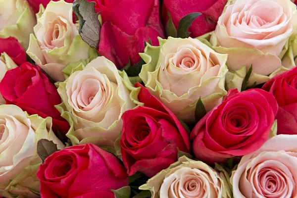 Red and pink roses background