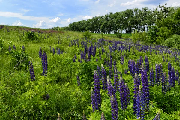 Lush flowers in the meadow