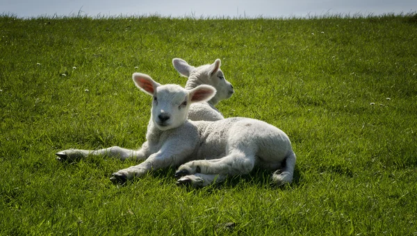 Little lambs on the dike at the north sea