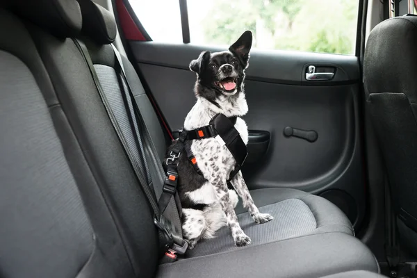 Dog Sitting In A Car