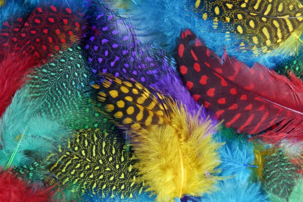 Color feather background