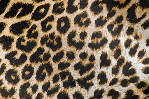 Leopard print fabric texture