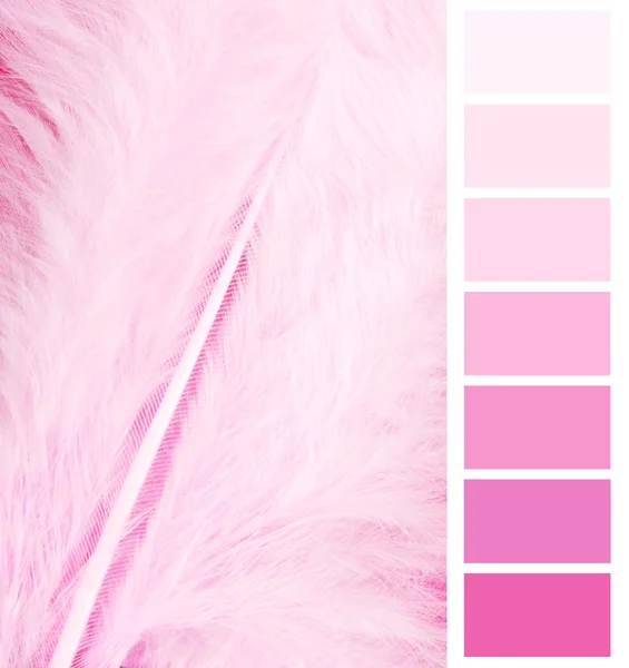 Feather plumage pink color chart selection for interior