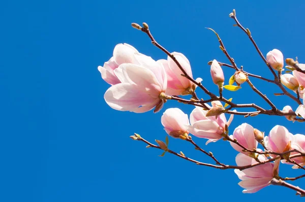 Spring Magnolia Flowers and Blue Sky