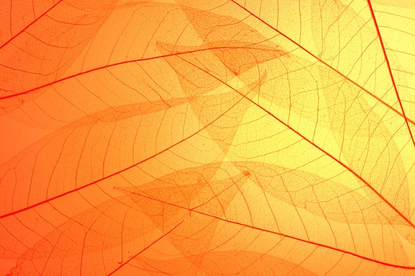 Skeleton leaves background