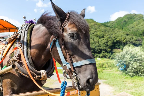 Brown horse in farm