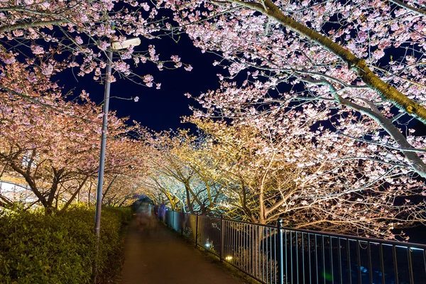 Cherry Blossoms at night