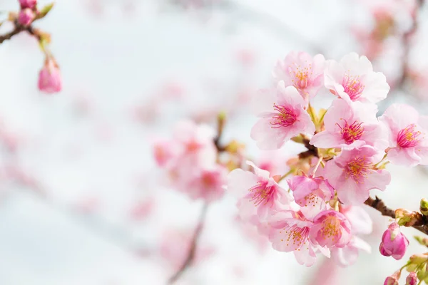 Sakura pink flowers on tree
