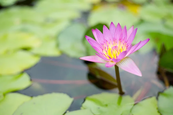 Pink Lotus on the River