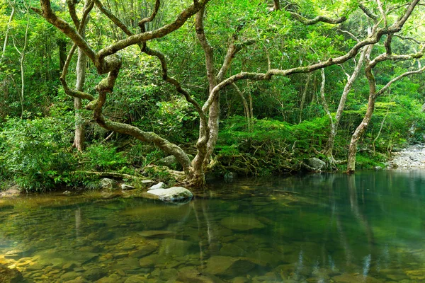 Lake in tropical forest