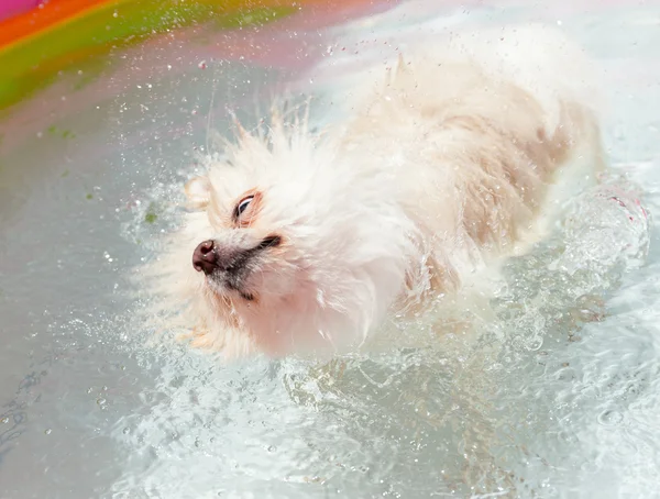 Pomeranian dog shaking off water