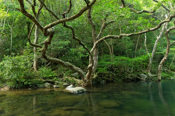 Lake in tropical forest