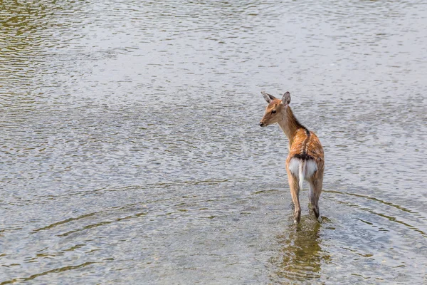 Roe deer in the lake