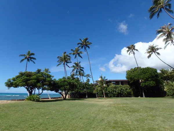 Grass Lawn with Coconut trees hang over stone path along cliff s