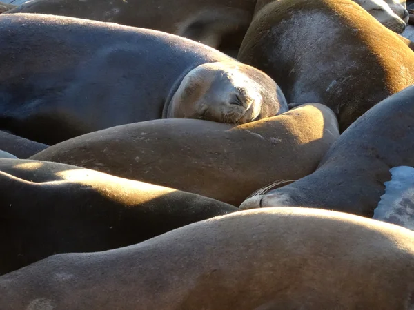 Group of Sea Lions rest on top of each others