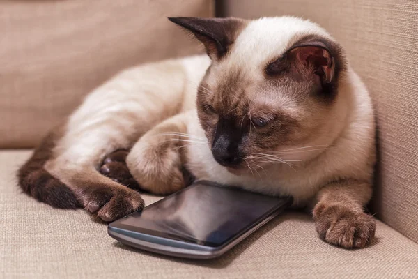 Young beautiful Thai cat lying on the couch and playing with a mobile phone.