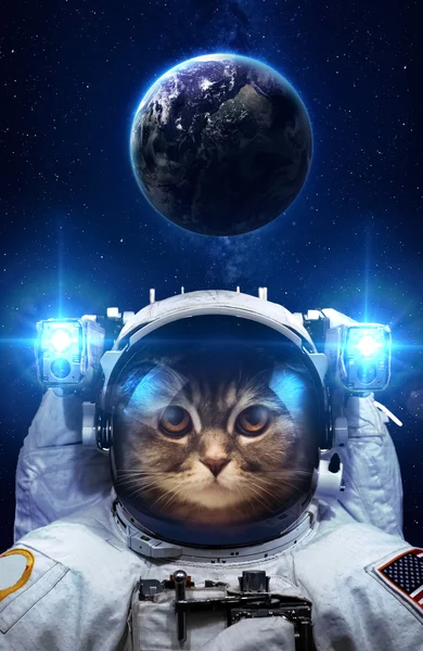 Beautiful cat in outer space. Elements of this image furnished by NASA.