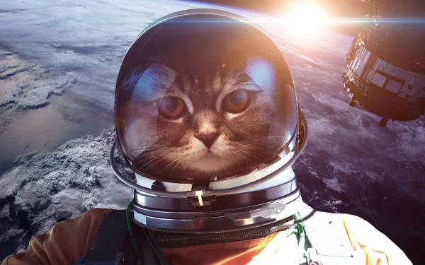 Astronaut cat in outer space against the backdrop of the planet earth. Elements of this image furnished by NASA