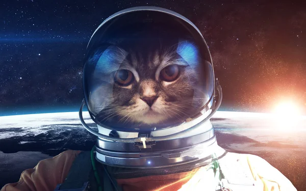 Brave cat astronaut at the spacewalk. This image elements furnished by NASA