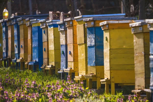 Bee hives on spring garden