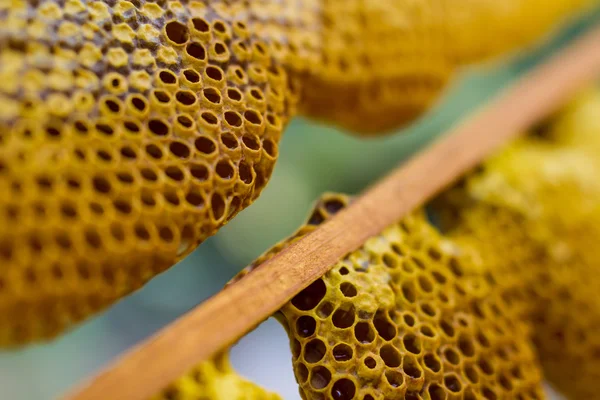 Honeycomb cells close-up with honey