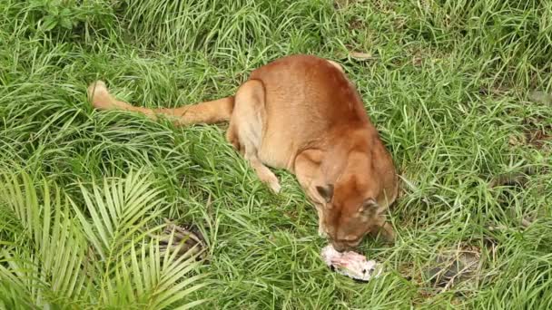 what eats a puma