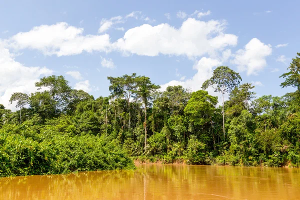 Dense Amazon Forest