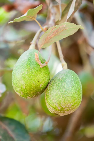 Avocado Fruits In The Tree