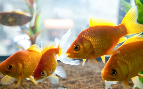 Small Gold Fishes