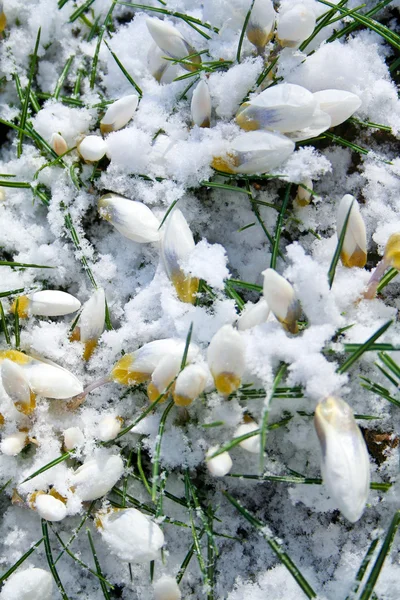 White flowers covered with snow