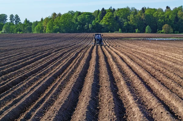 Tractor sows plowed spring field.