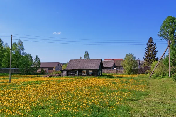 Yellow dandelions near old wooden rural houses.