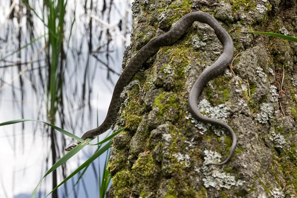 Grass snake in forest background.