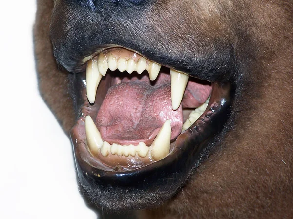 Bear mouth and teeth