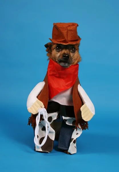 Dog dressed up in cowboy costume