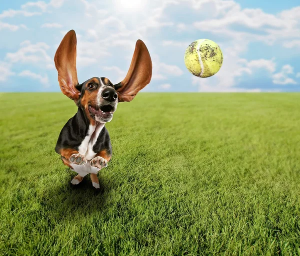 Basset hound chasing tennis ball