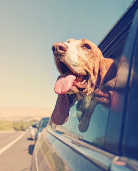 Basset hound out of car window